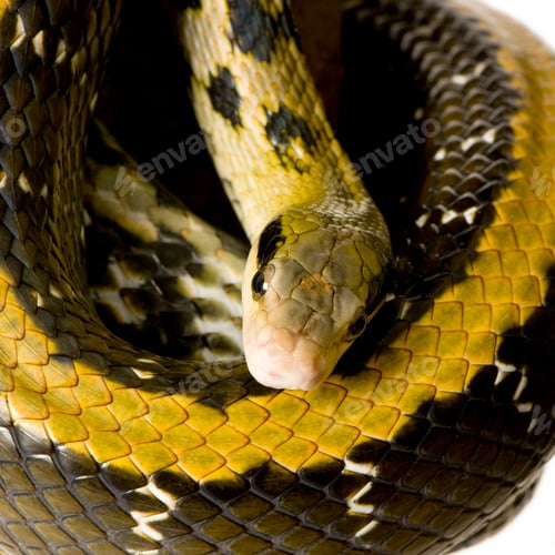 Vista previa: Serpiente rata