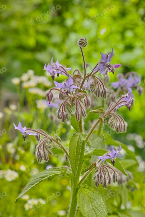 Preview: Beautiful flowers in my garden. A series of beautiful garden photos.
