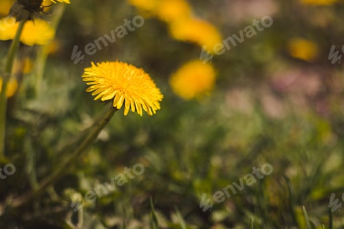 Preview: Dandelions on the field