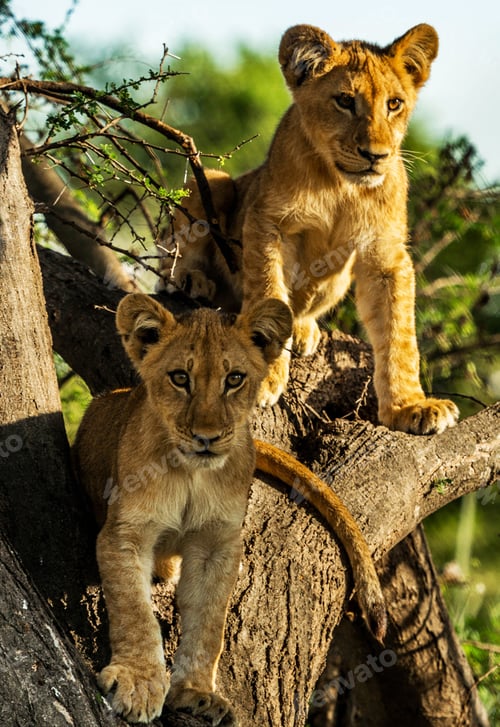 Preview: A Beautiful Wildlife in the World in pictures