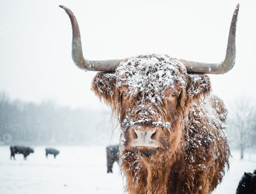 Preview: Scottish Highlander Cow Cattle covered with snow in nature 2022