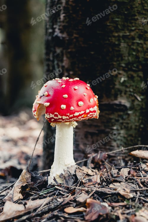 Preview: Amanita muscaria A red mushroom with white dots on its cap grows near the trunk of a tree in the
