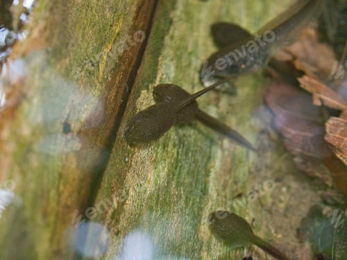 Preview: Tadpoles swimming in a pond