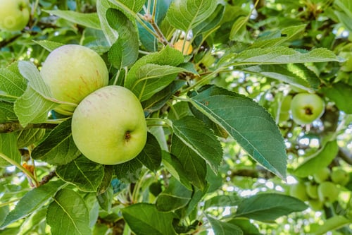 Preview: Apples still on the green tree