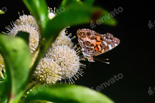 Preview: Closeup of a Painted Lady Butterfly getting nectar from a button bush