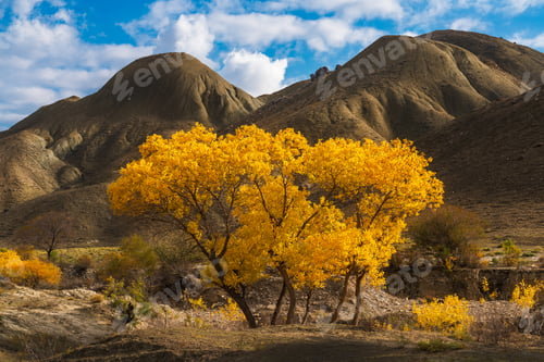 Preview: Beautiful yellow autumn trees in highlands