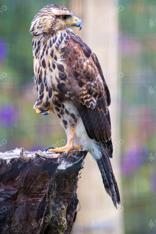 Preview: American Kestrel at a bird sanctuary near Otavalo, Ecuador