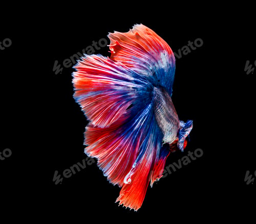 Preview: Betta fish, siamese fighting fish, betta splendens isolated on black background
