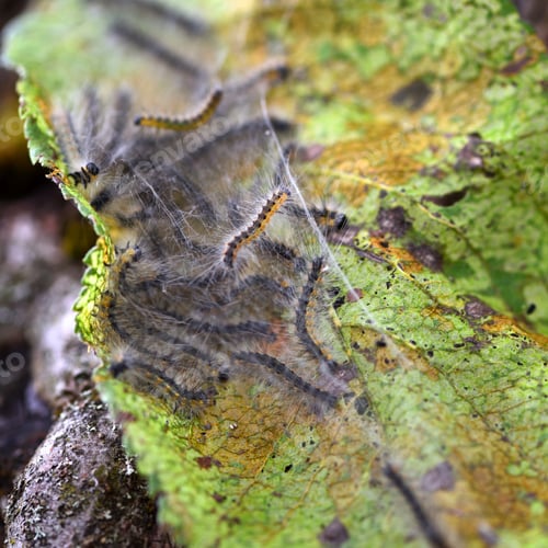 Preview: Caterpillars of the Aporia crataegi (black-veined white) eating