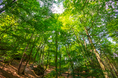 Preview: nature view of Saxon Switzerland National Park, Germany