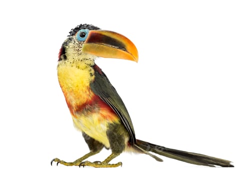 Preview: Curl-crested aracari, isolated on white