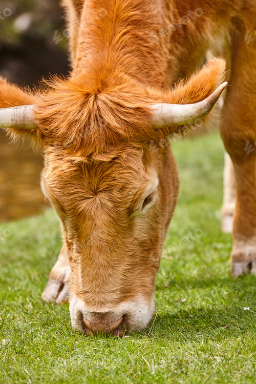 Preview: Young cow grazing pasture. Head detail. Cattle livestock farming