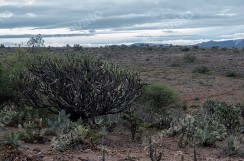 Preview: Mexican landscape with Myrtillocactus geometrizans Cactaceae cloudy sky and rocky ground