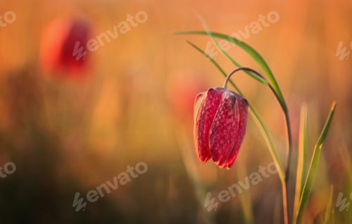 Preview: Snake's head flower