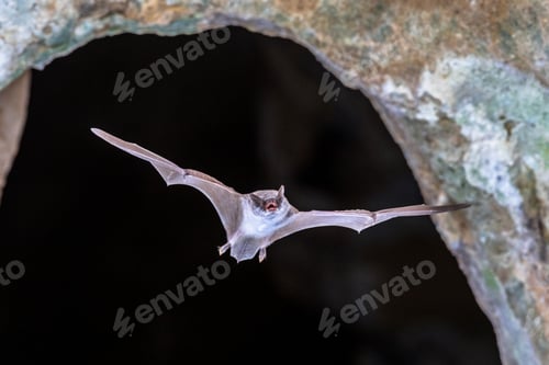 Preview: Long-fingered bat flying from cave