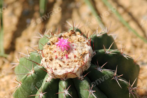 Preview: Pink flowers of cactus
