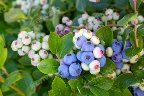 Preview: Blueberry farm with bunch of ripe fruits on tree during harvest season in Izmir, Turkey.