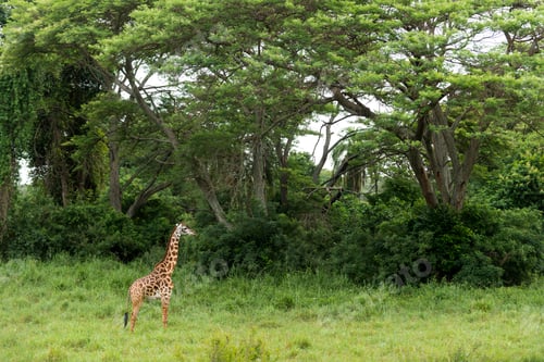 Preview: Young giraffe standing, Serengeti, Tanzania, Africa