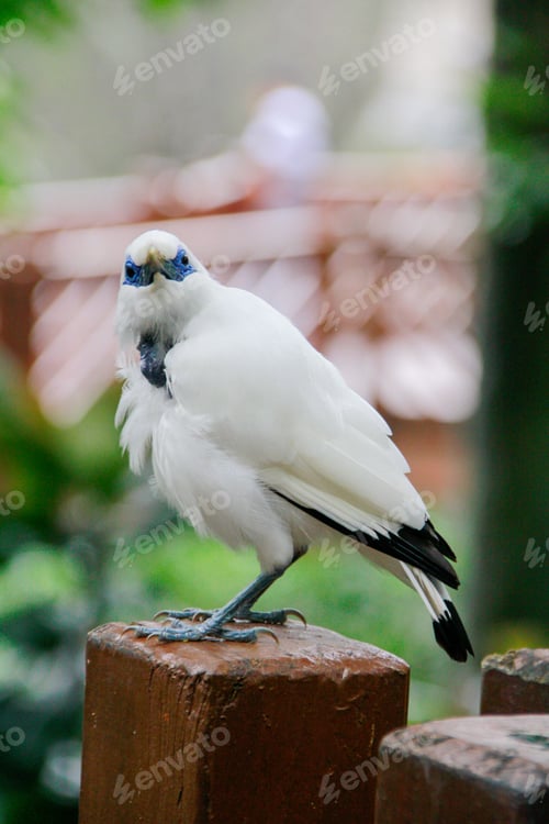 Vorschau: Die Nahaufnahme einer Bali-Myna, eines weißen Vogels im Park