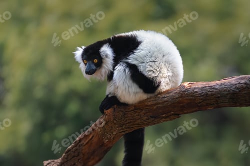 Preview: Black-and-white Ruffed Lemur (Varecia variegata) - Madagascar Primate