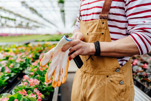 Preview: Unrecognizable man wearing gardening gloves with plant flowers in garden center