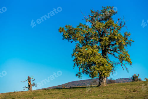 Preview: Solitary tree on a grassy hill under blue sky