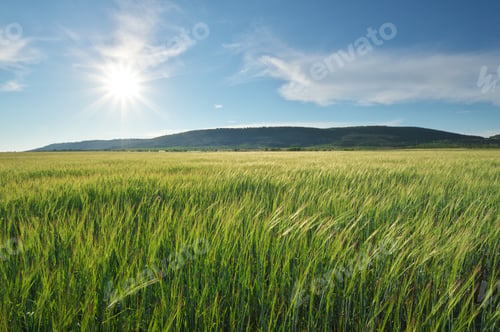 Preview: Meadow of green wheat in mountain.