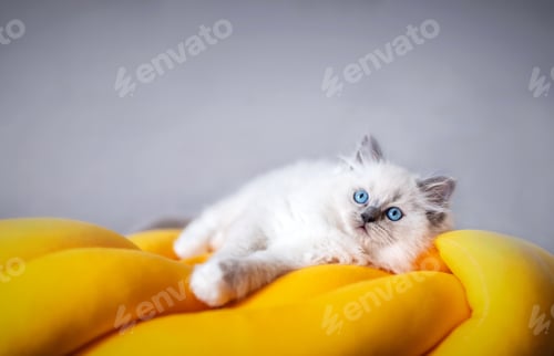 Preview: Ragdoll cat small kitten portrait