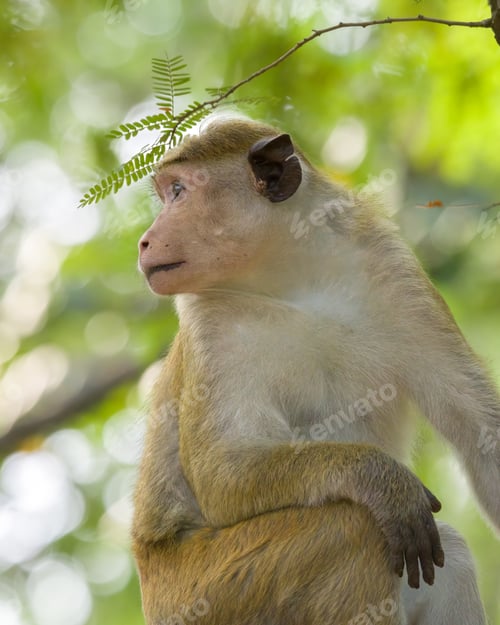 Preview: Sri Lankan Toque Macaque monkey looking away close up portrait shot.