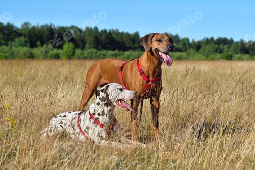 Preview: Two dogs on a field