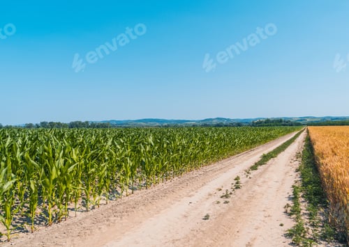 Preview: Rural dirt road between maize and cereal fields in countryside.