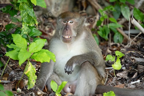 Preview: Macaque monkey in the forest.