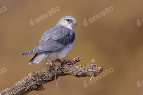 Preview: Black Winged Kite on Bright Background