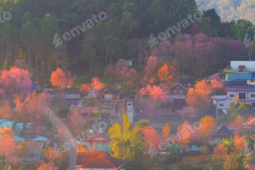 Preview: Sakura cherry flowers blossom trees of national park. Natural landscape background. Pink color