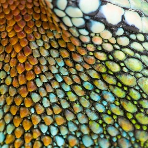 Preview: reptile skin