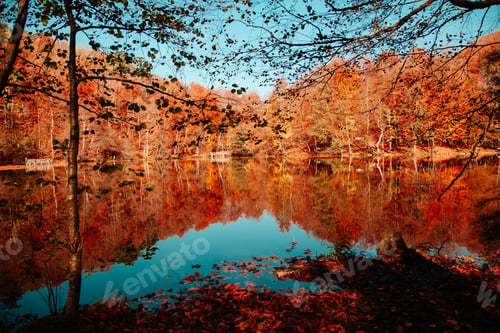 Preview: Autumn forest