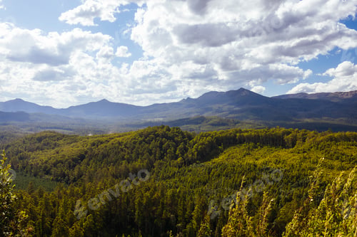 Preview: Old Growth Forest in Styx Valley Tasmania Australia