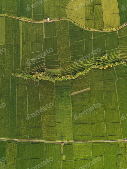Preview: Aerial view of rice fields,Bali,Indonesia
