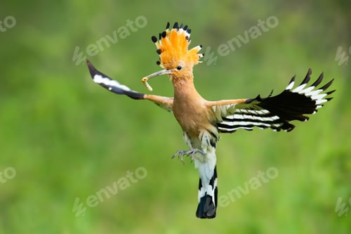 Preview: Enchanting eurasian hoopoe, upupa epos, holding a caterpillar while flying