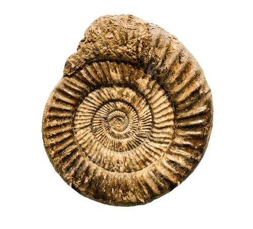 Preview: Marine animal mollusk fossil impint