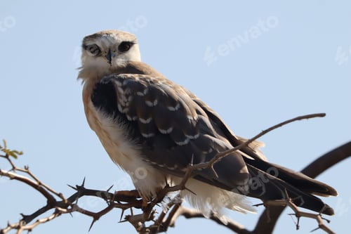 Preview: Closeup shot of a falcon