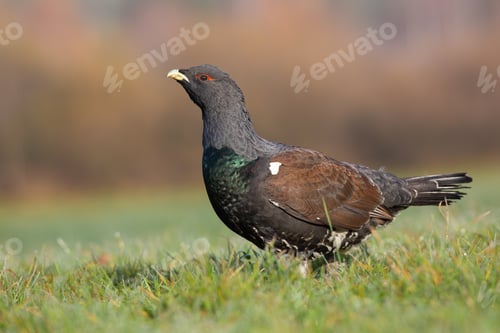 Preview: Western capercaillie standing on field in autumn nature