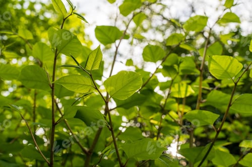 Preview: Japanese knot weed highly invasive plant