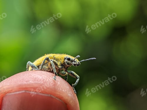 Preview: Yellow Weevil on a someone finger. Weevil, a tiny beetle that does enormous damage to growing plants