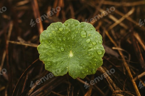 Preview: Closeup of a green plant with water droplets, on a surface of hay