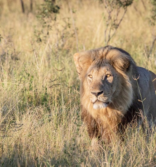Preview: A Beautiful Botswana Wildlife Place in the World in Picture