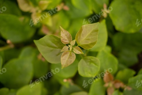 Preview: Selective focus shot of Native River Mint Leaf in the garden
