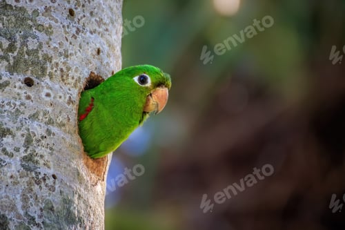 Preview: Closeup shot of a green parrot looking out of a tree hole