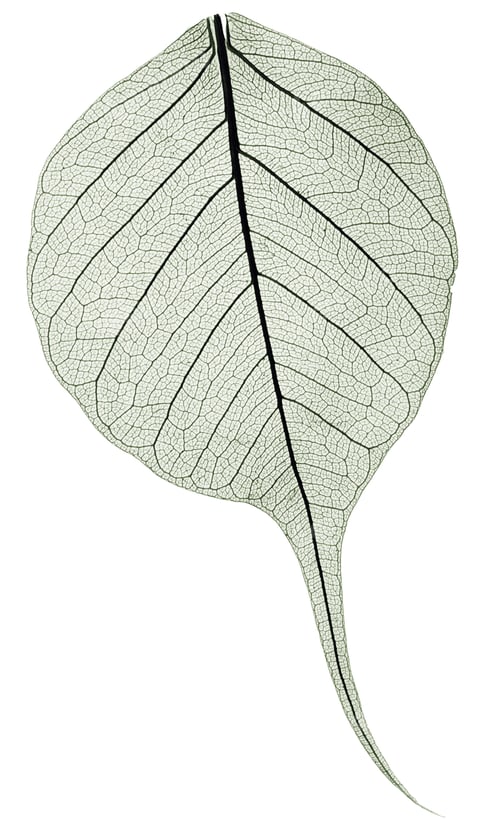 Preview: dark gree transparent dried fallen leaf