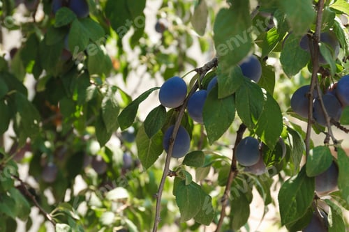 Preview: Ripe plums growing on tree in garden